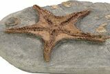 Exceptionally Preserved Fossil Starfish - Morocco #232757-2